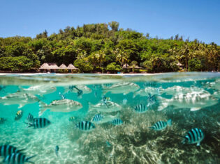 tropical fish swarming the reefs of Turtle Island, Fiji