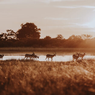 red lechwe grazing in Vumbura Plains, Botswana
