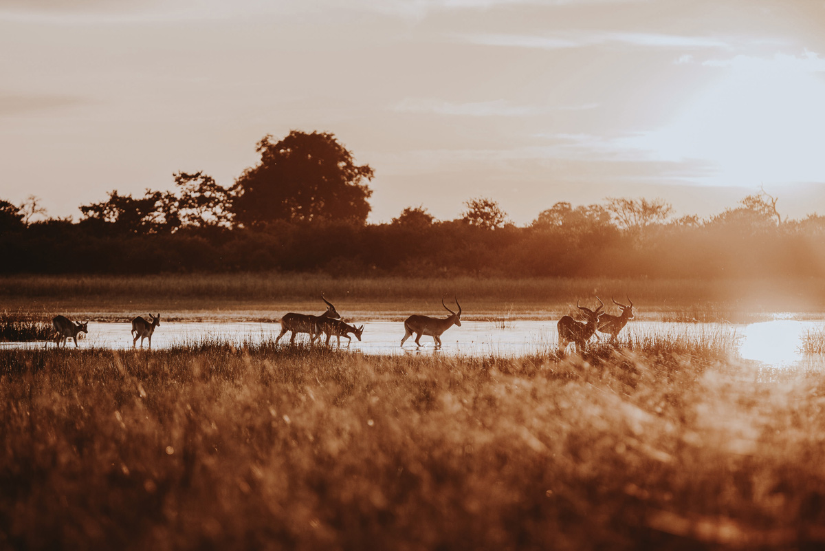 red lechwe grazing in Vumbura Plains, Botswana