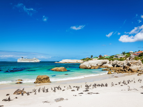 penguins on Boulders Beach in Cape Town