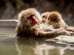 One of the animals in Japan is a snow monkey and this one is enjoying the pool.