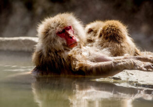 One of the animals in Japan is a snow monkey and this one is enjoying the pool.