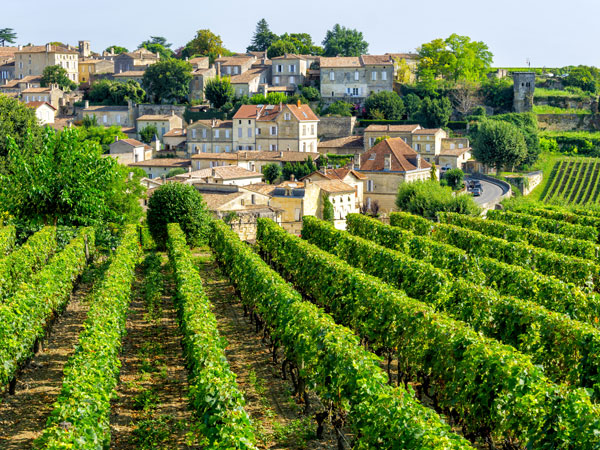 a vineyard in Saint-Émilion, Bordeaux, France