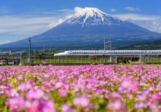 Shinkansen or JR Bullet train running pass through Mt. Fuji and Shibazakura at spring