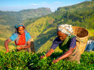 the tea pickers of Sri Lanka