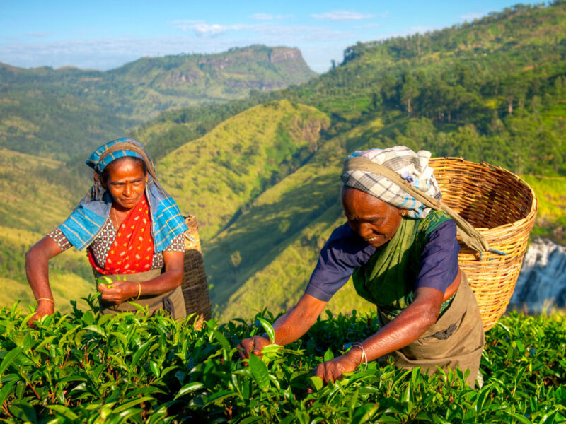 the tea pickers of Sri Lanka