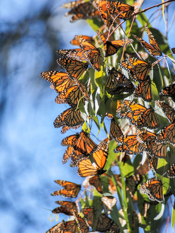 Monarch butterflies cluster in the eucalyptus trees