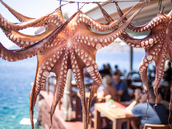 wild octopus in a coastal landscape