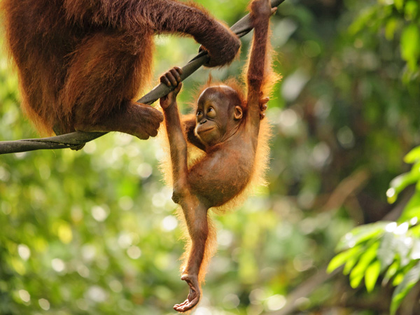 a baby orangutan hanging on a tree