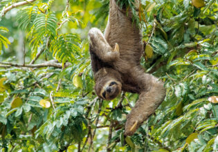 A Sloth hanging upside down from a branch right above the water. carefully planing his next move. Eyes closed.