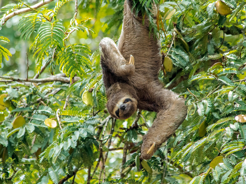 A Sloth hanging upside down from a branch right above the water. carefully planing his next move. Eyes closed.