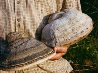 holding conk or horseshoe fungus