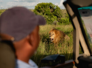 a lion in the safari as seen from a 4WD