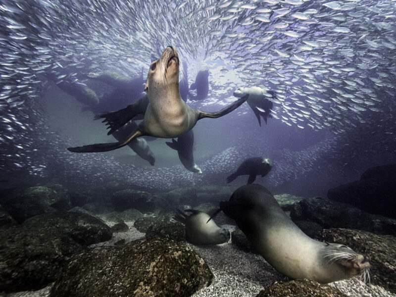 Los Islotes Sea Lions