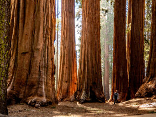 huge sequoia trees at Sequoia National Park