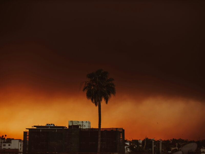 Palm tree silhouetted in glow of the Palisades fire in Los Angeles, California. View from Koreatown