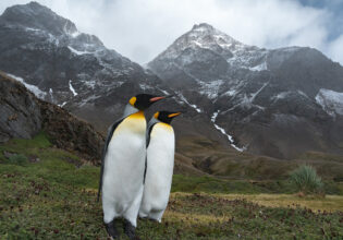 Two penguins standing in South Georgia, framed by towering mountains in the background.