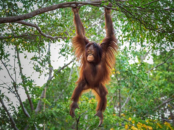 orangutan at a borneo sanctuary