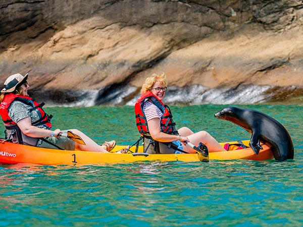 kayakers run into seal in the galapogos islands