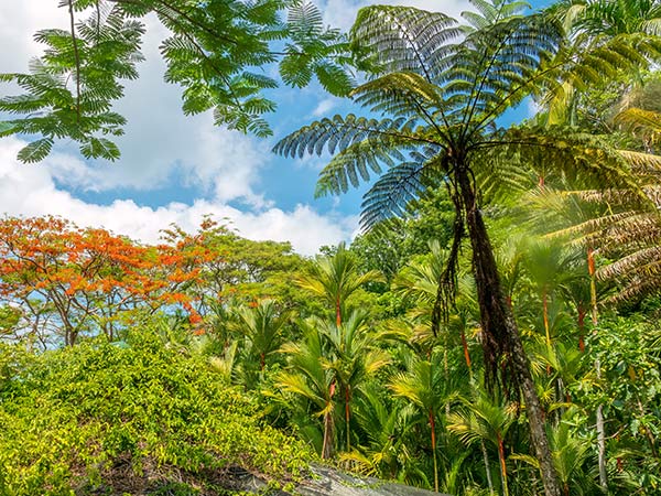 Garden of the Sleeping Giant Viti Levu, Fiji