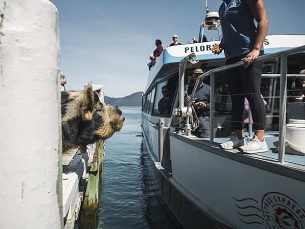 A tourist aboard the Pelorus Mail Boat shares a charming moment with a curious pig.