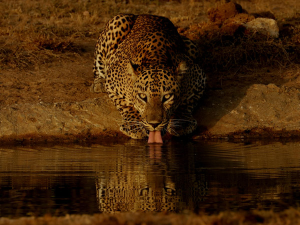 a leopard drinking water, Sri Lanka