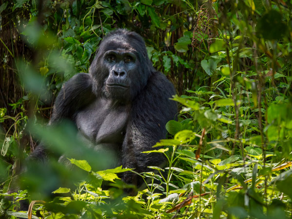 a mountain gorilla in Uganda