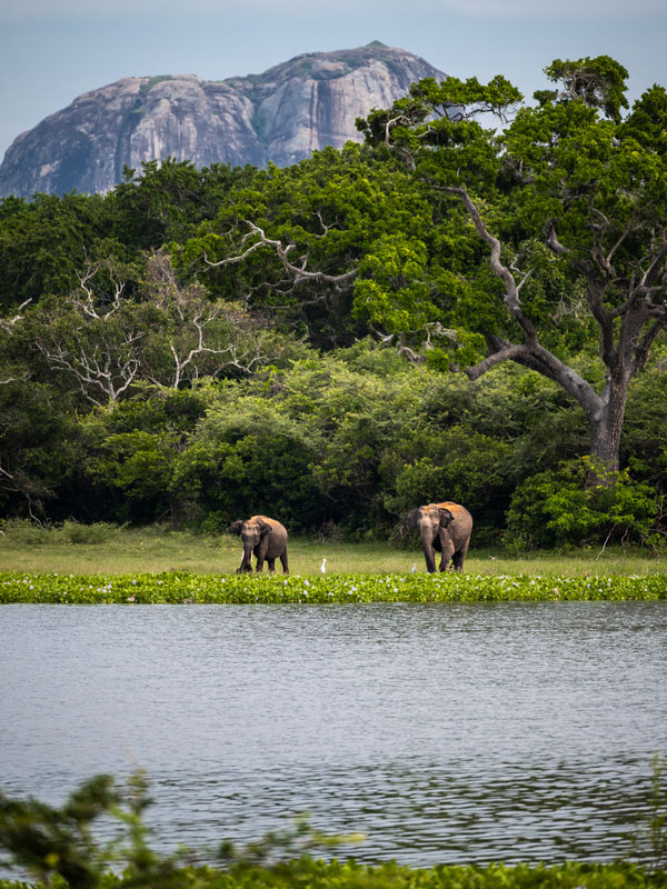 two elephants by the water, Sri Lanka