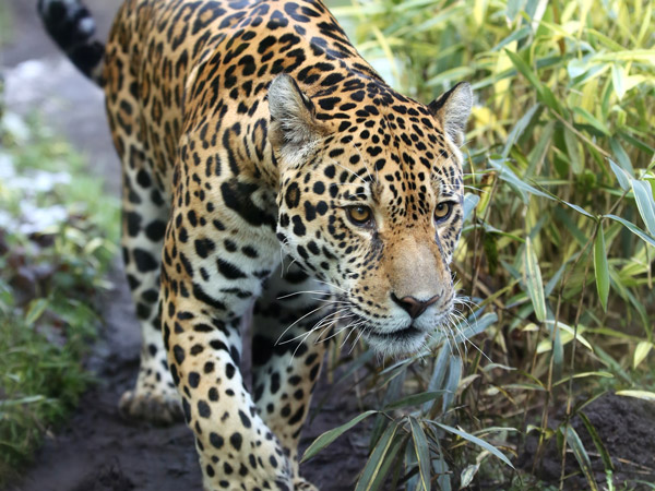 a jaguar in South America