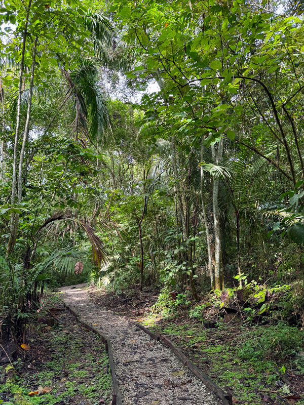the surrounding greenery at Parque Natural Metropolitano