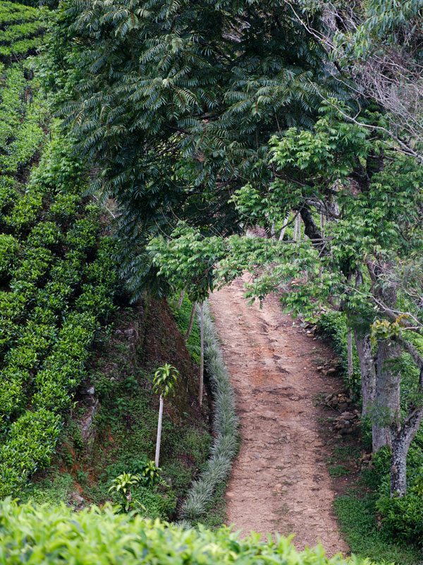 the Pekoe Trail in Sri Lanka Hill Country