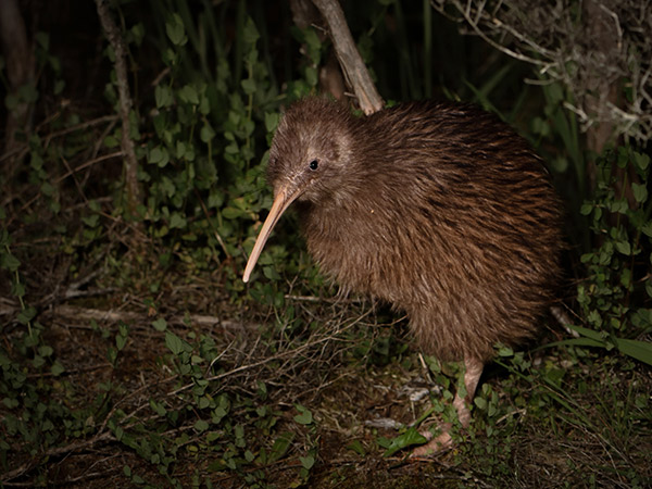 a Rowi in the wild, new zealand