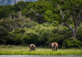 Two elephants in the wild of Sri Lanka