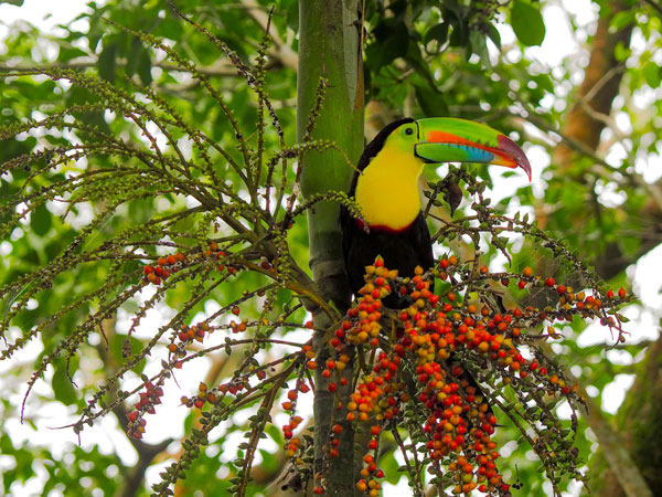 a toucan at CerraAncón, Panama