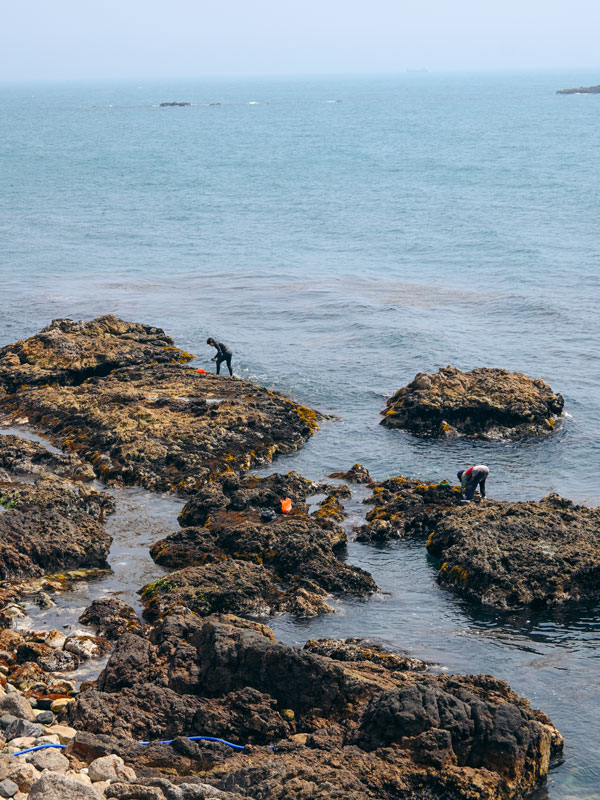 women harvesting shellfish in South Korea