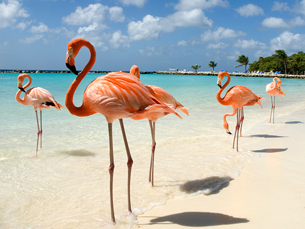 Flamingos standing close to the sea on a beach in Aruba