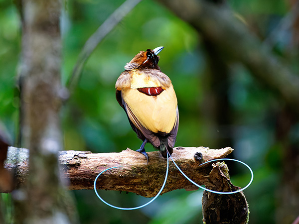 Bird Of Paradise indonesia