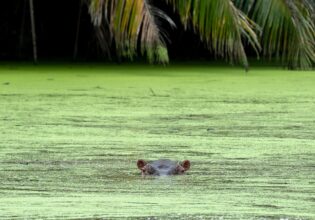wild hippo in colombia's waterways