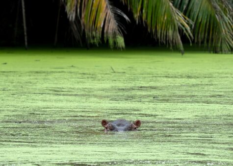 wild hippo in colombia's waterways