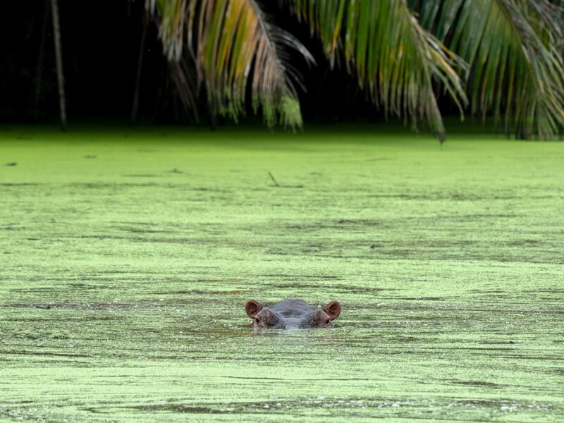 wild hippo in colombia's waterways