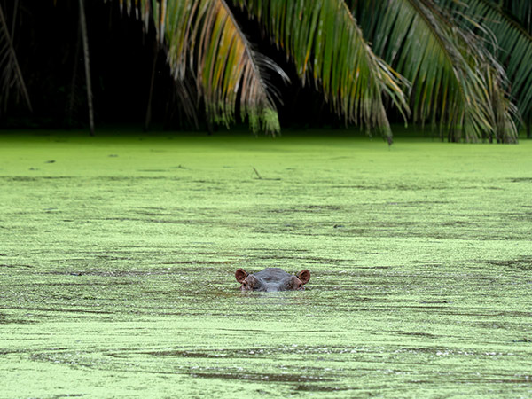 wild hippo in colombia's waterways