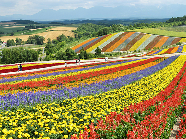 Flower Field in Hokkaido.