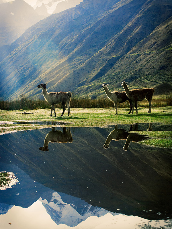 Llamas by a reflective lake with mountains in the Peru Highlands.