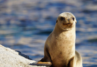 A sea lion basks on the shore with the sparkling blue sea stretching out behind it with UnCruise Mexic