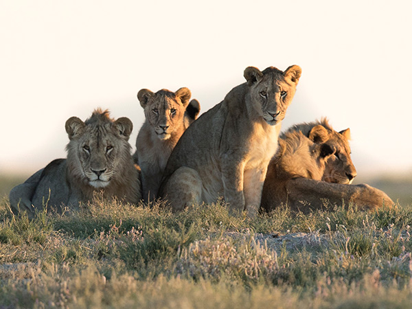 lioness pack in namibia