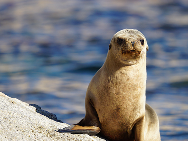 A sea lion basks on the shore with the sparkling blue sea stretching out behind it.