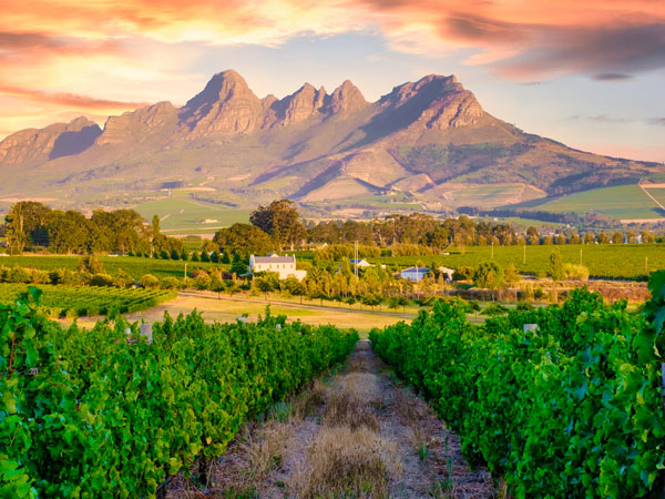Vineyard landscape at sunset with mountains in Stellenbosch, near Cape Town, South Africa. wine grapes on vine in vineyard,