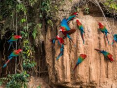 Scarlet Macaws in the Amazon