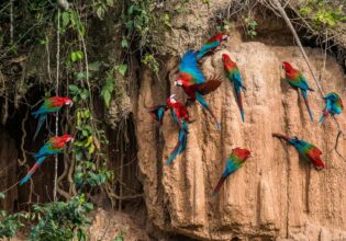 Scarlet Macaws in the Amazon