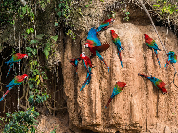 scarlet macaws at a cliff in the Amazon